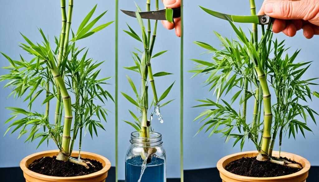 bamboo bonsai propagation