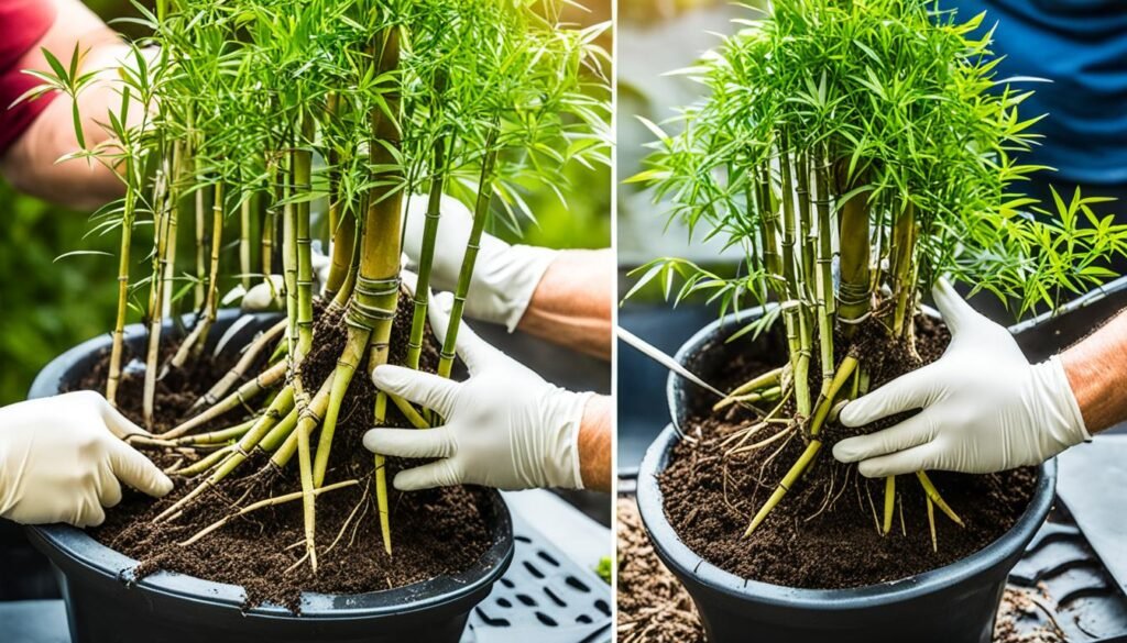 bamboo bonsai repotting